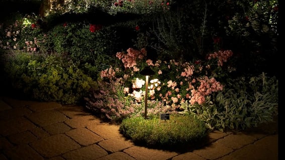 garden lighting on flowers