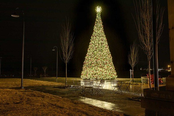 Westhaven-Tree-3709-2 (1) (1)